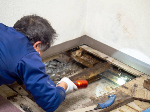 Best Mold Testing  in Laguna Vista, TX