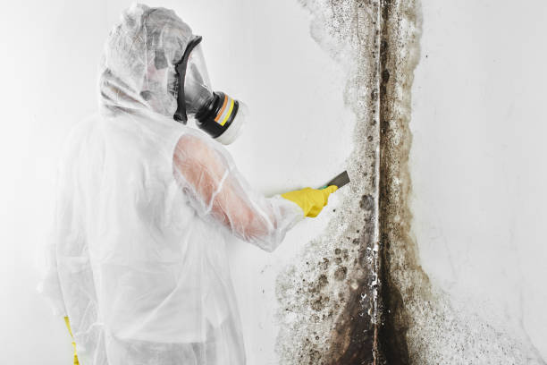 Best Mold Damage Repair  in Laguna Vista, TX