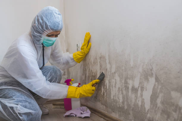 Best Commercial Mold Removal  in Laguna Vista, TX