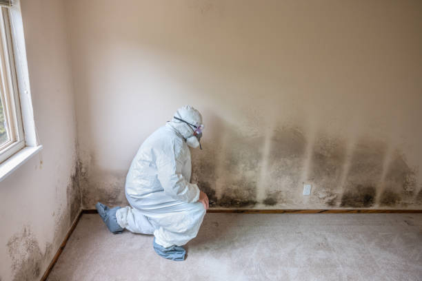 Best Home Mold Removal  in Laguna Vista, TX